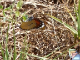 kleine monarchvlinder-danaus chrysippus * (3 Slides)